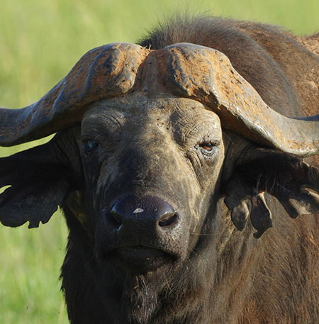 Búfalo