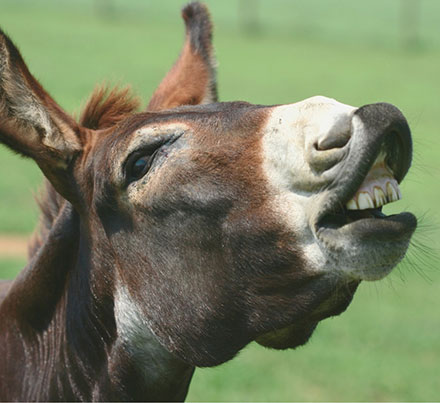 Burros
