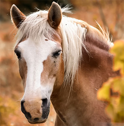 Equinos