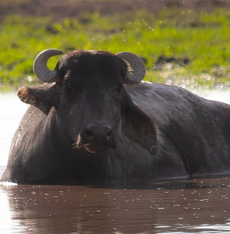 Búfalo