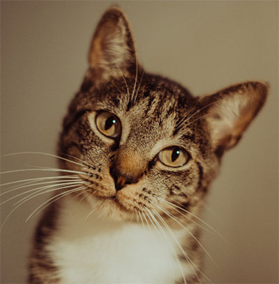 Felinos