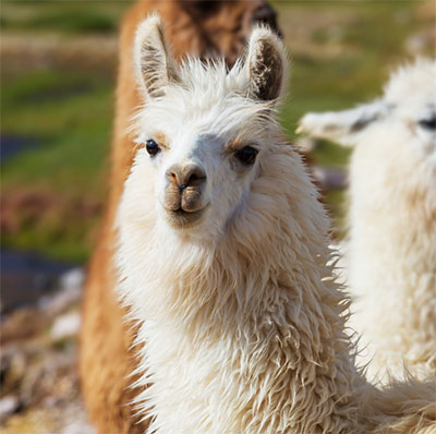 Camélidos